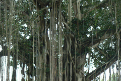 ind_080