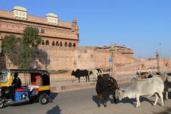 india_265