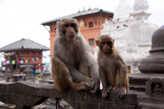 nepal-11