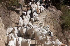 nepal-44