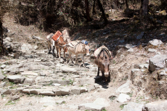 nepal-48
