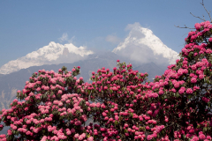 nepal-49