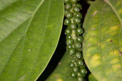 SriLanka_033
