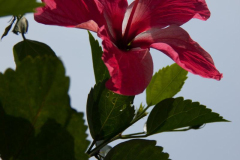 SriLanka_060