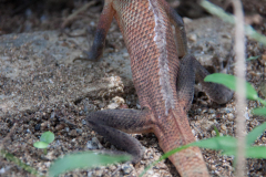 SriLanka_063