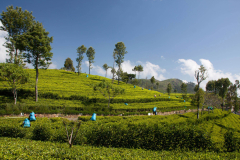 SriLanka_104