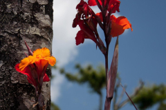 SriLanka_107