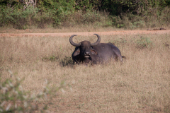 SriLanka_116