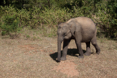 SriLanka_123