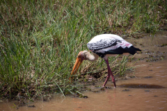SriLanka_125