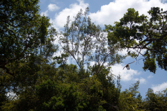 SriLanka_127