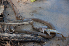 SriLanka_135
