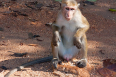 Srilanka_009