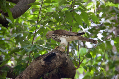 Srilanka_017