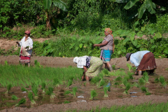 Srilanka_033