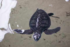 Srilanka_099