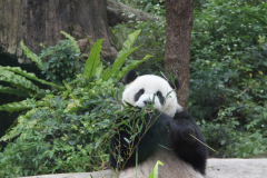 Taiwan2017_078