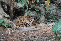 taiwan_0530